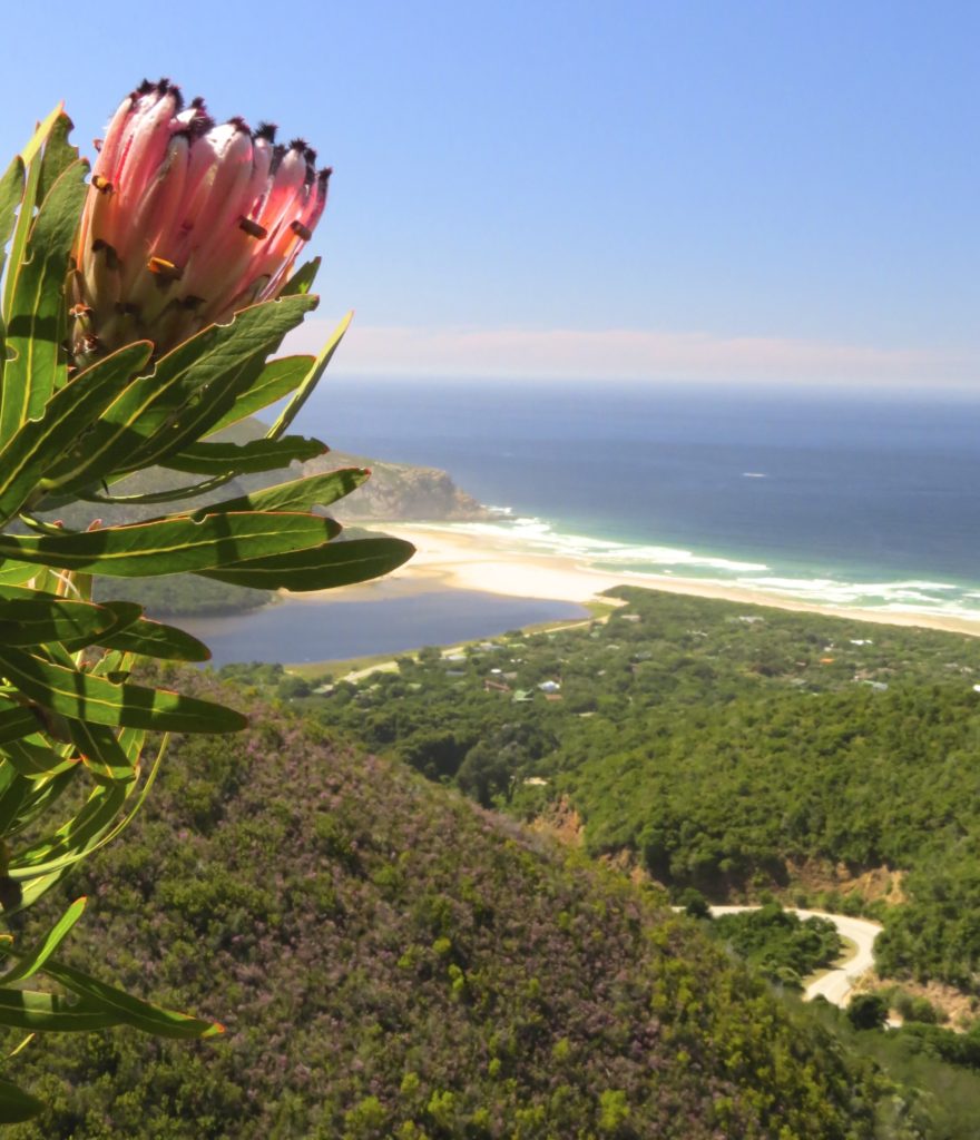 The Fynbos are filled with beautiful Protea Flowers. 