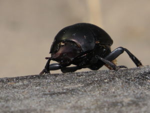 Plum Dung Beetle